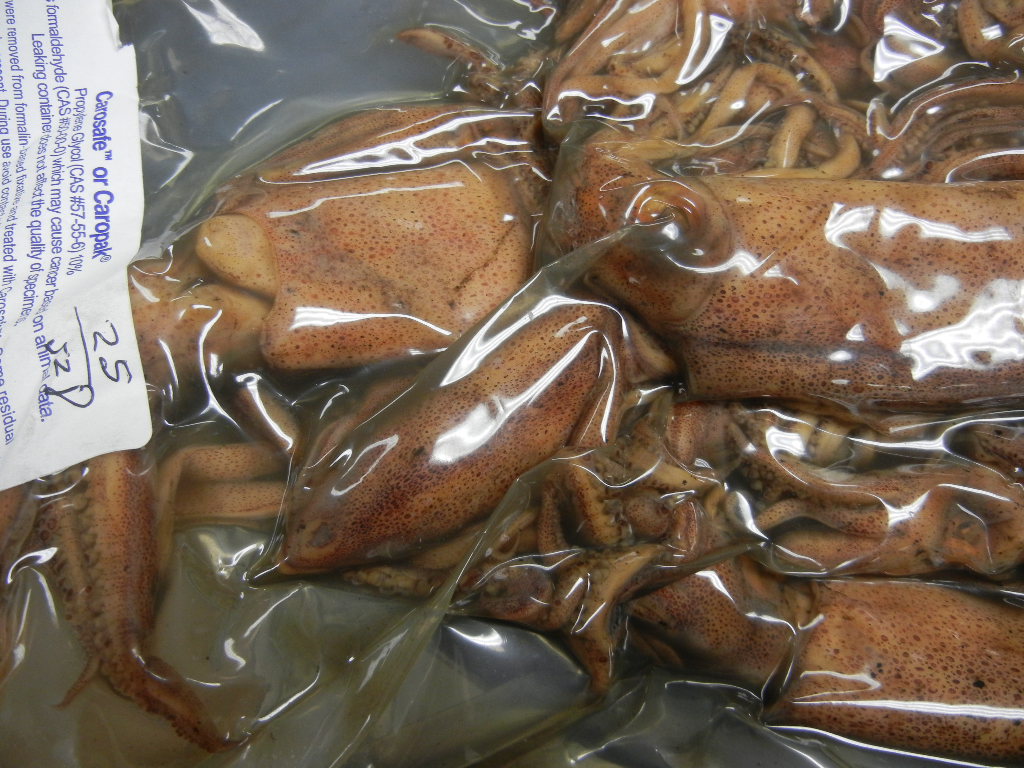 bag_squid_closer.JPG