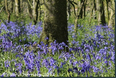 bluebells