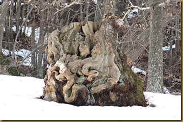 castagno castagno