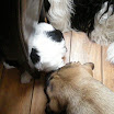 puppen 6 weken 006.jpg