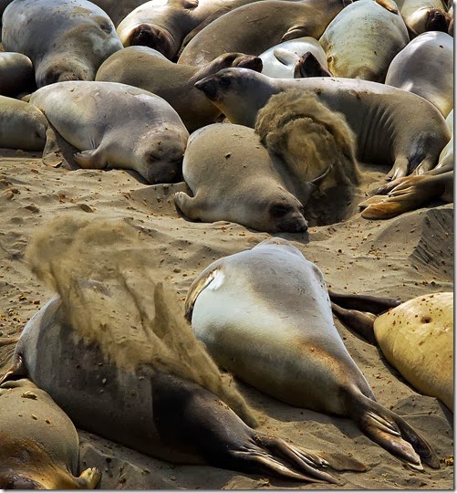 Seals 2