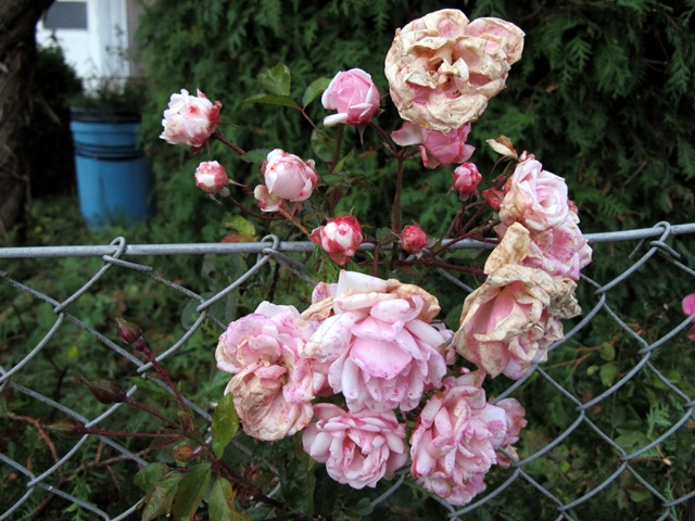 [IMG_8760%255B3%255D.jpg]