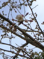 気の早い桜