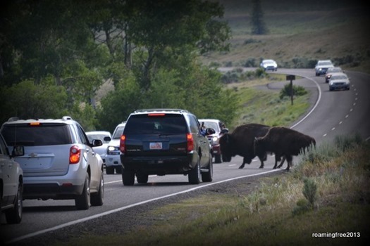 Bison Jam