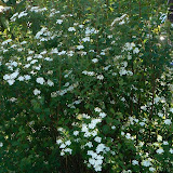 Spiraea X Vanhouttei - Spirée