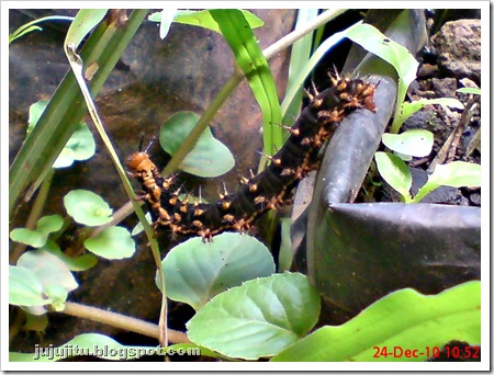 foto ulat Kupu-kupu Common Eggfly - Hypolimnas bolina 3