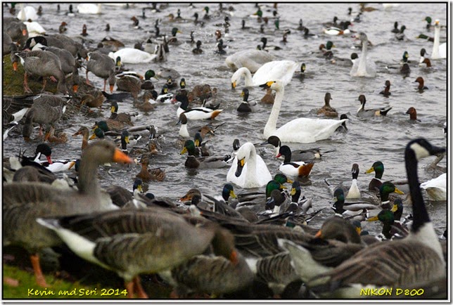 Slimbridge WWT - Autumnal scenes