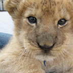 lion7.jpg