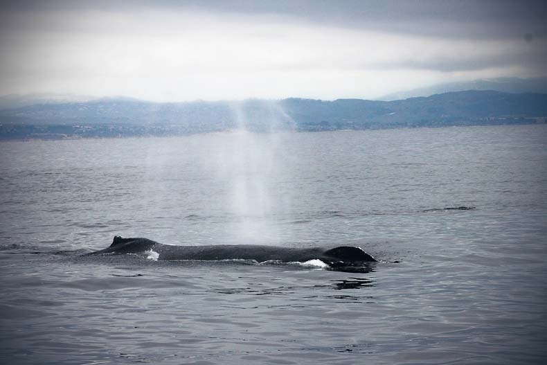 [whale-45.jpg]