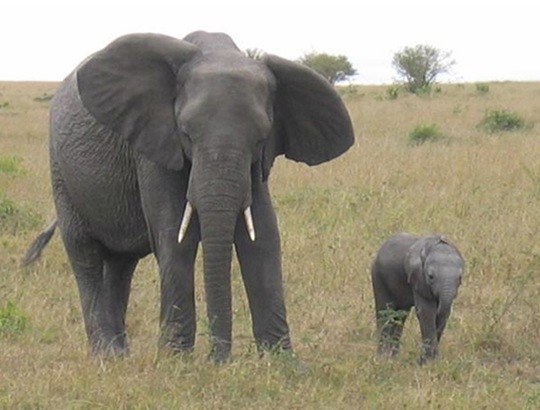 [animals-mini-me-5%255B2%255D.jpg]