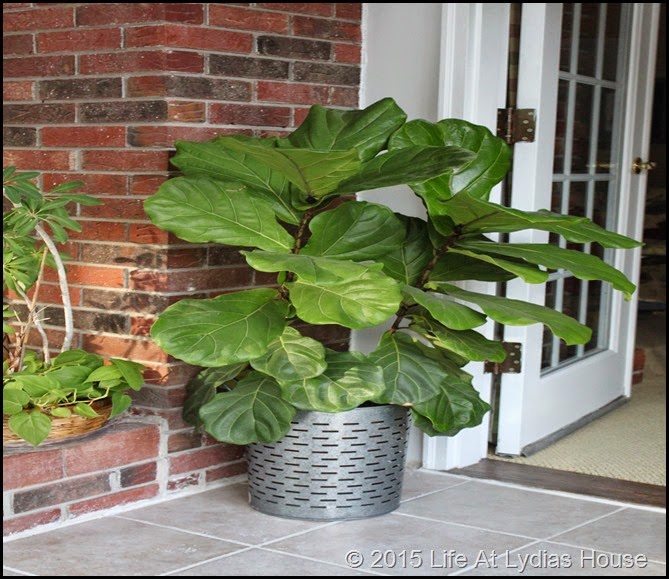 fiddle leaf fig tree winter a