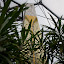 IMG_0905 IMG_0905