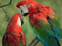 red-parrot_97609-480x360