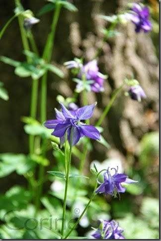 blauw blauw
