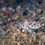 Bluering octopus