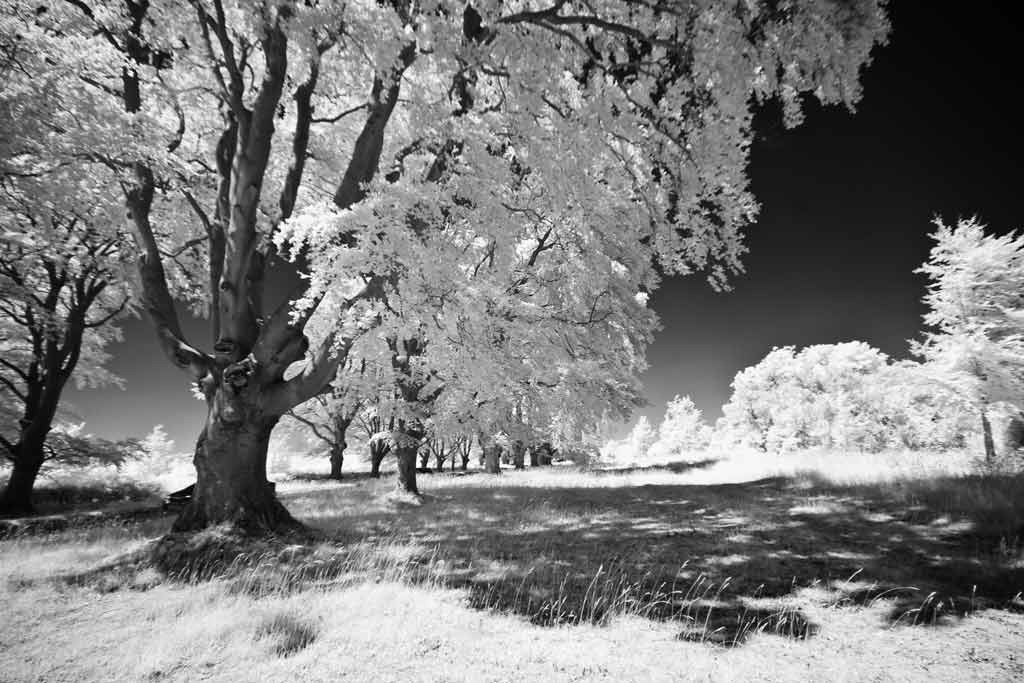 [The-Trees-7%255B3%255D.jpg]