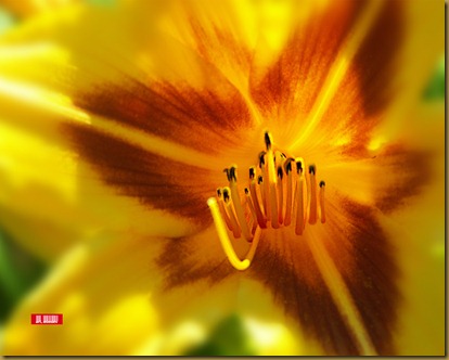 summer-1280x1024