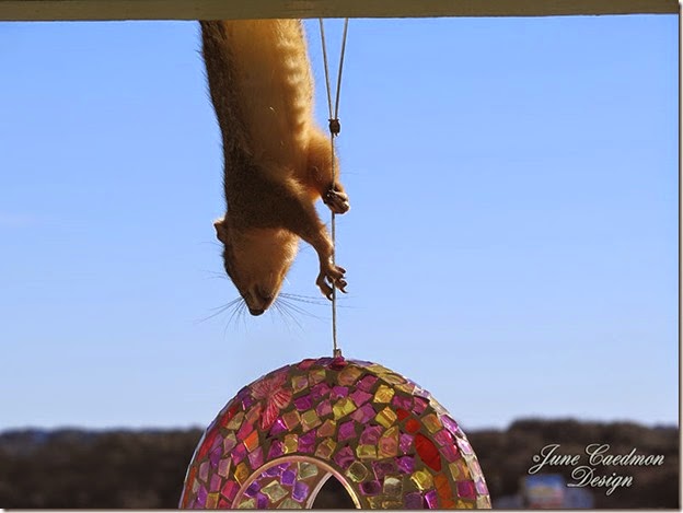 Squirrel_2 Squirrel_2