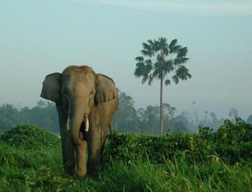 El elefante de Sumatra3