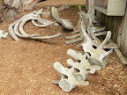 walvis restanten in Point Lobos