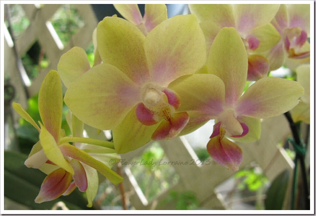 03-14-unkn-bday-orchid2