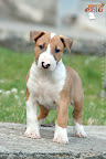 Karmacoma Suntoucher 7 weeks