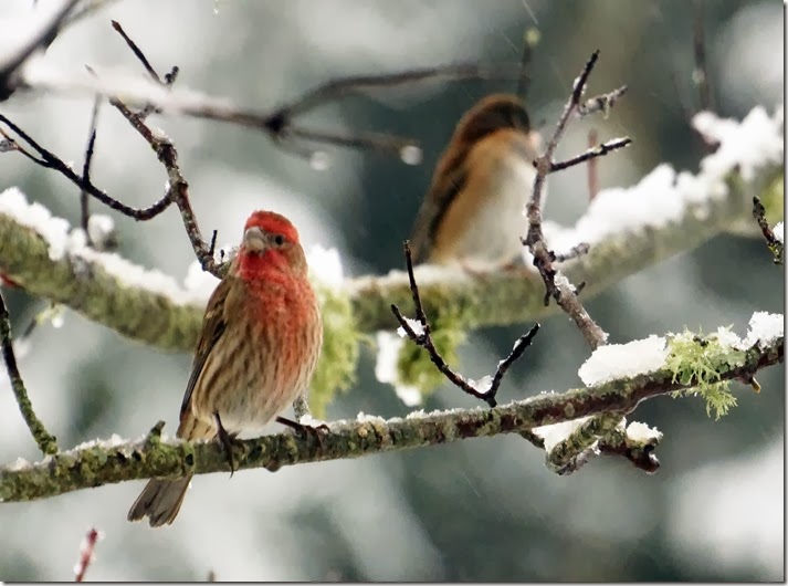 lopez house finch in the snow 122013 000011