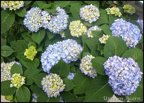 hydrangea