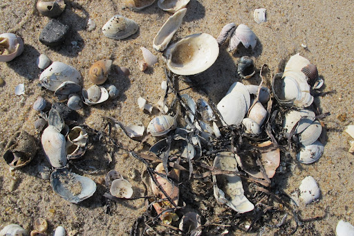 There is always an amazing assortment that washes up on the shore.