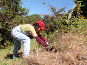 Old socks on the arms provide some protection from poison oak.