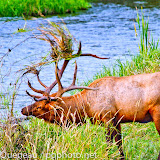 A massive bull elk takes its fall angst out on the streamside foliage on Mission Creek at the National Bison Range.