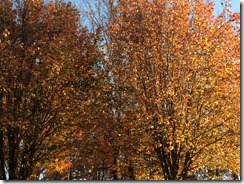 photo (16)