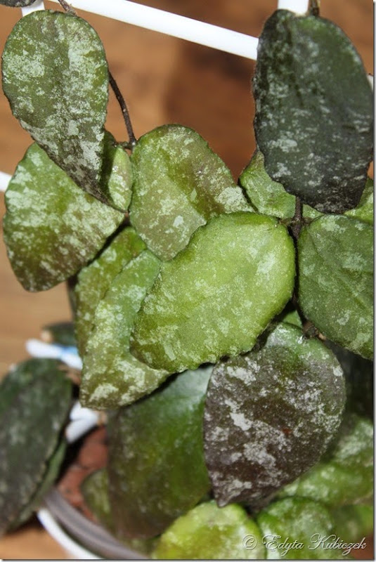 caudata 'Sumatra' caudata 'Sumatra'
