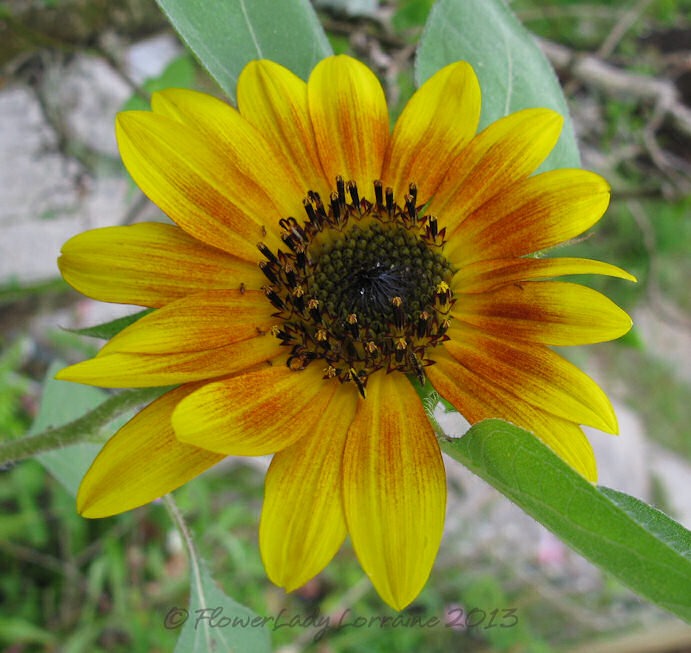 [06-23-sunflower3%255B5%255D.jpg]