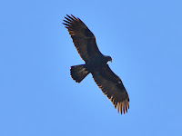 DSC_7886.jpg