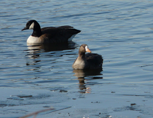 Greater White-fronted Goose at Overpeck in Leonia, 1/5/12