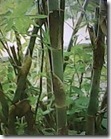 IMG0009A IMG0009A
