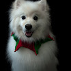 Pets_0610-46-Edit.jpg