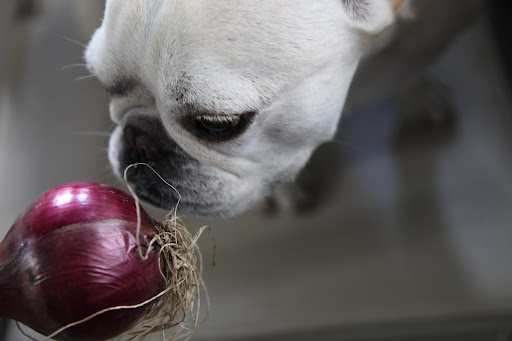 Then, we will let them dry out for several weeks.  The process also draws nutrients from the stems and leaves into the onions.