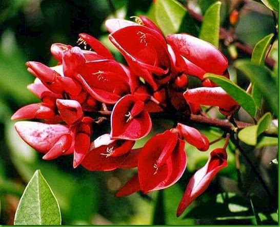 Erythrina crista-galli