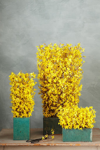 These arrangements are inspired by one of my favorite designers, Marcel Wolternick, from Holland. They look like miniature hedges and are so easy to make.