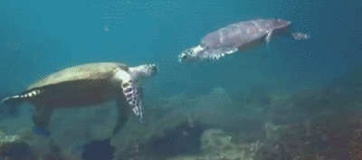 [sea%255B3%255D.gif]