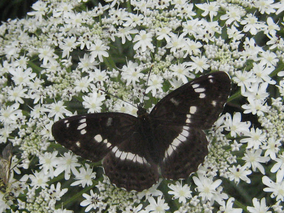 Ladoga (Limenitis) camilla japonica MÉNÉTRIÉS, 1857. Près d'Andreevka (Primorskij Kraj, Russie), 6 juillet 2011. Photo : G. Charet
