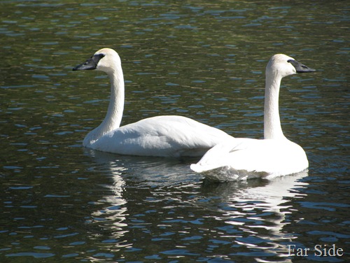 Trumpeter SWans March 10