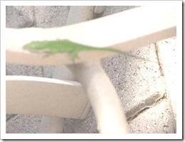 Florida vacation 3.12 green chameleon