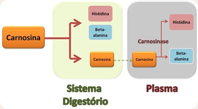 Carnosina digestão.png Carnosina digestão.png