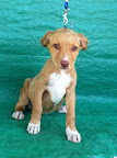 LÉIA. Hembra 3 meses. Hermosísima!, súper cariñosa, tierna, tranquila, juguetona, ladra solamente cuando es necesario, no le molesta estar sola .  ADOPTADA
