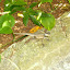 Lizards! Very fast ones!