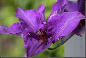 Clematis 'The President' -web