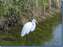 6550 Texas, South Padre Island - Birding and Nature Center - Great Egret